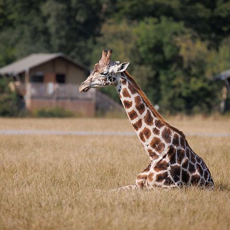 Knuthenborg Safaripark Hotell Maribo Eksteriør bilde