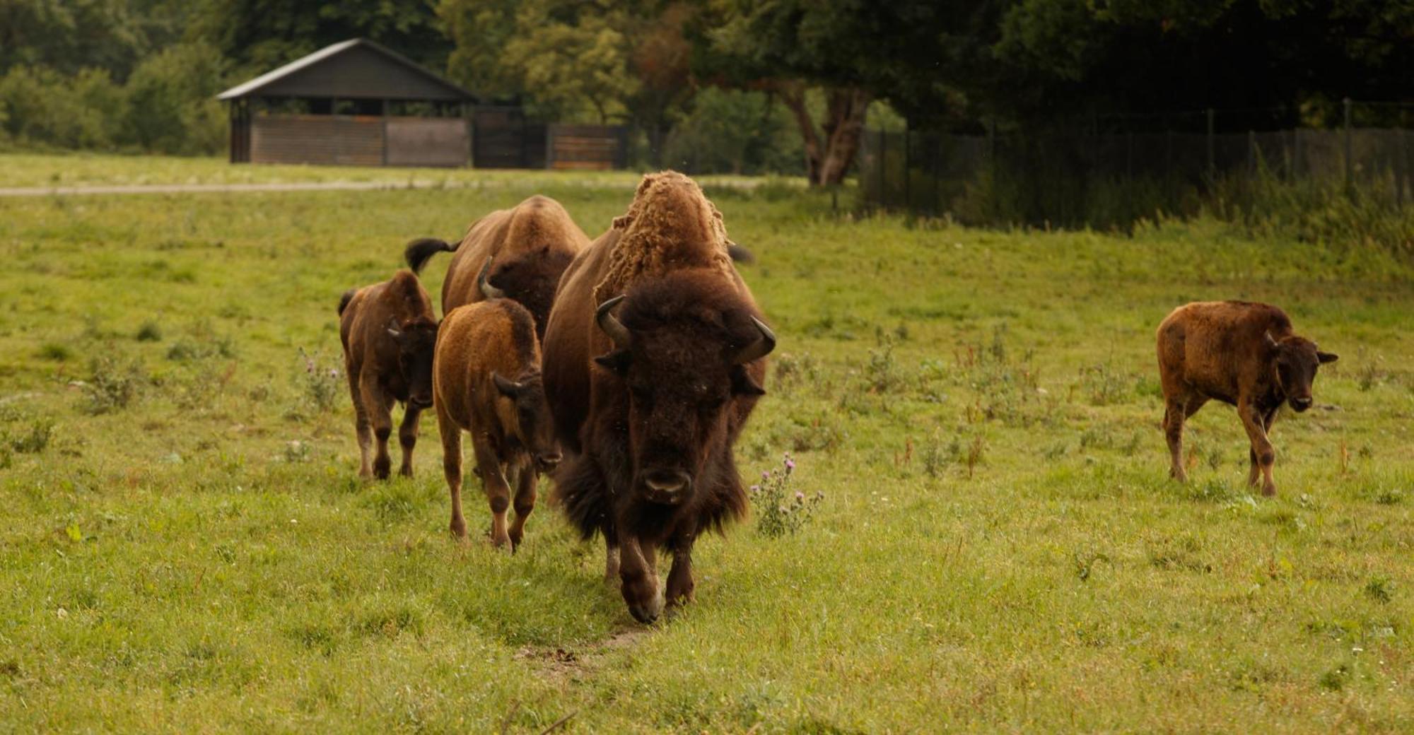 Knuthenborg Safaripark Hotell Maribo Eksteriør bilde