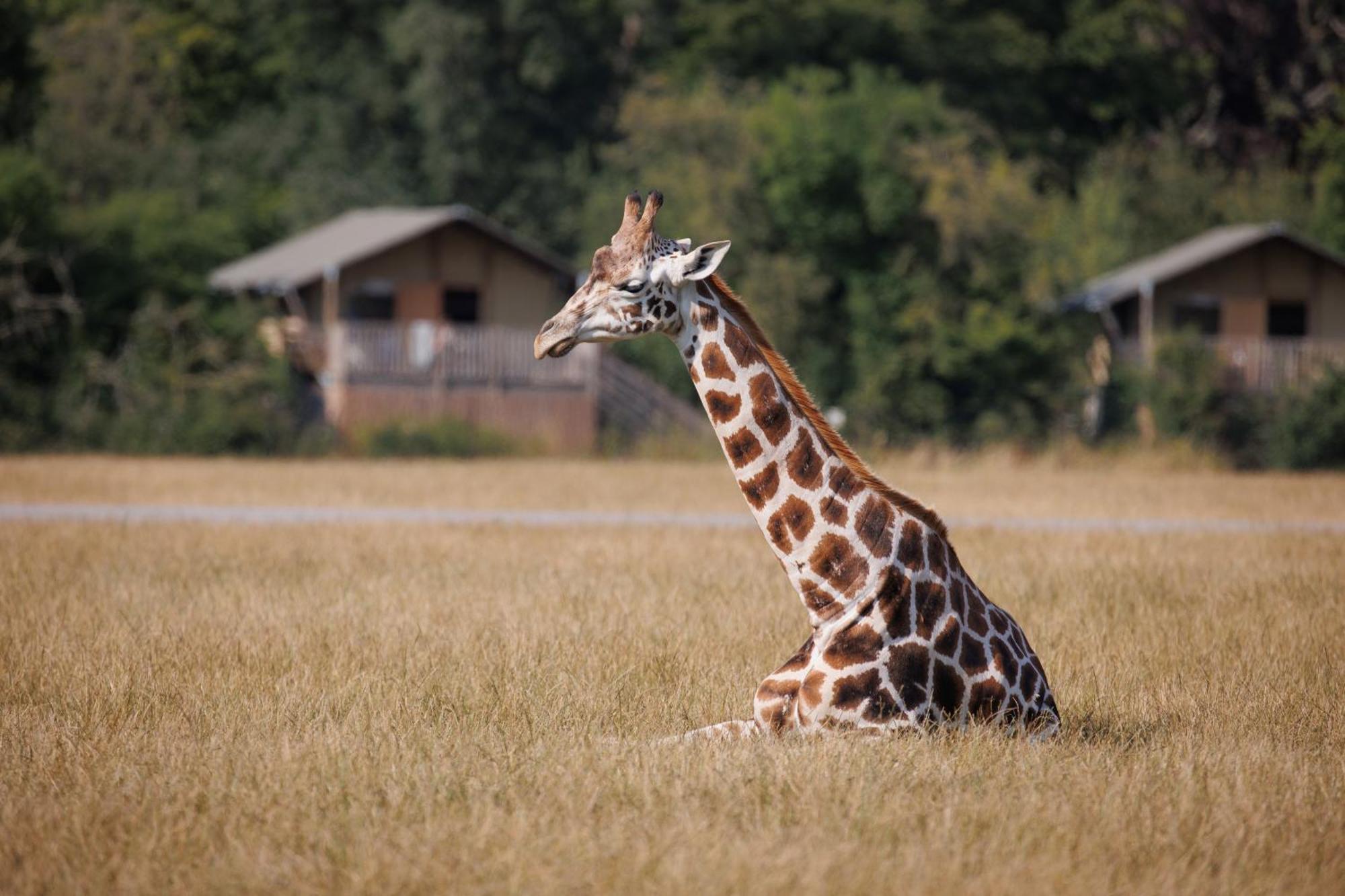 Knuthenborg Safaripark Hotell Maribo Eksteriør bilde