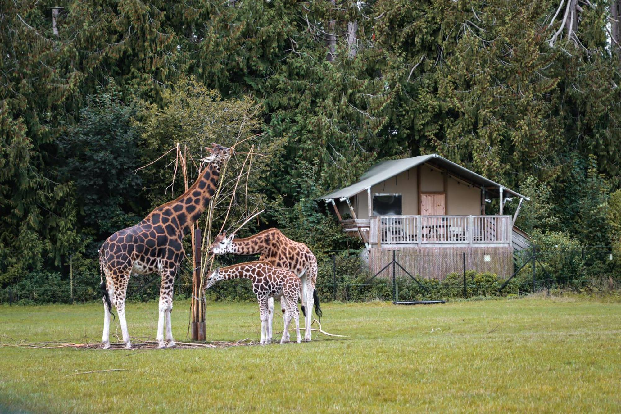 Knuthenborg Safaripark Hotell Maribo Eksteriør bilde