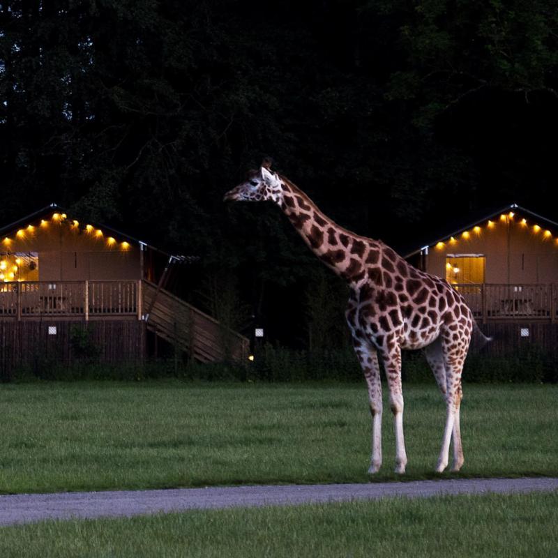 Knuthenborg Safaripark Hotell Maribo Eksteriør bilde