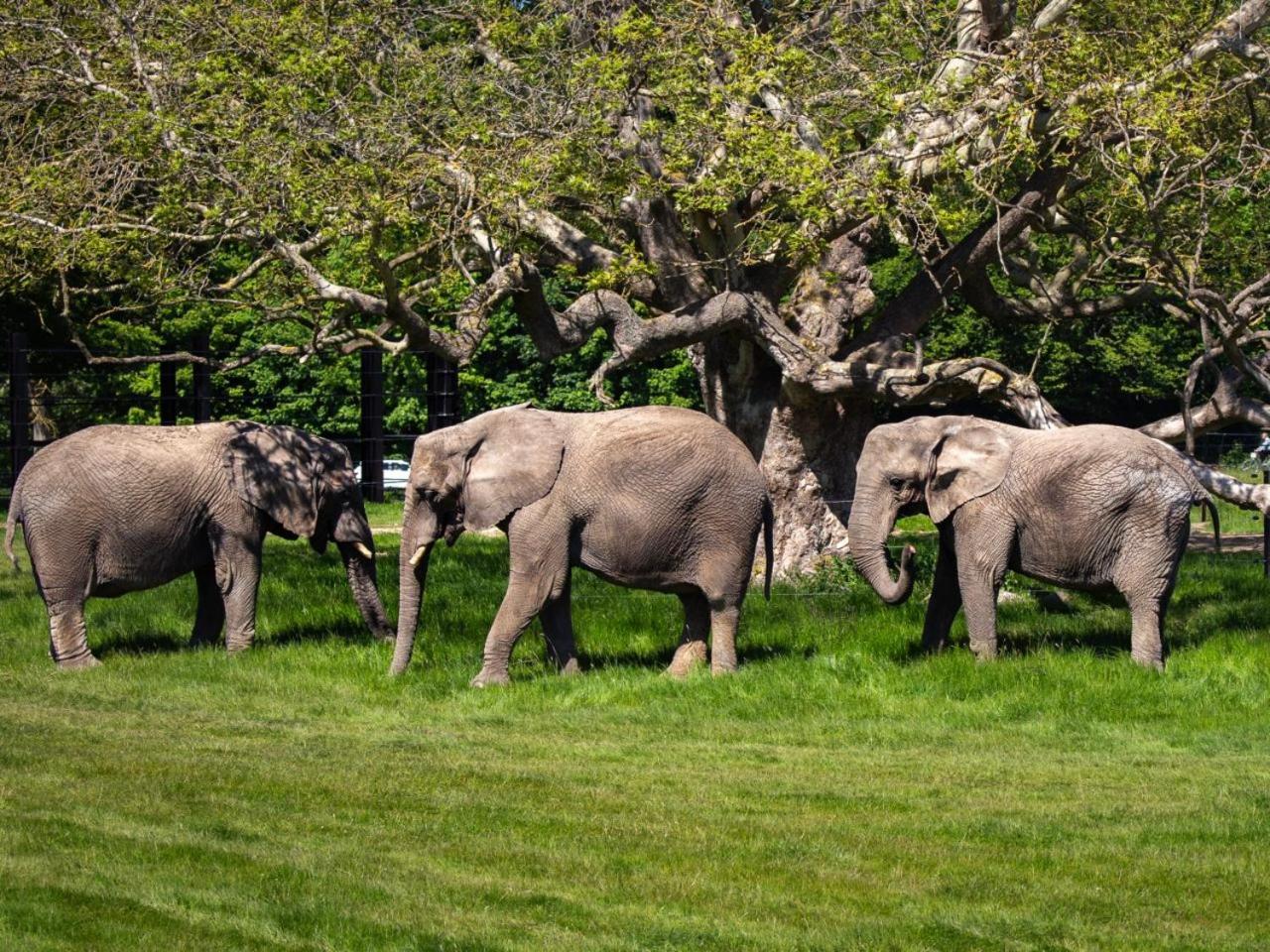 Knuthenborg Safaripark Hotell Maribo Eksteriør bilde